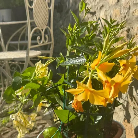 Residenza Grimerio Piano Primo CastellʼArquato Exterior foto